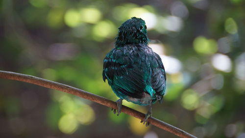 Close-up of bird perching on branch