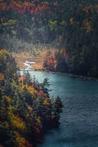 Trees by lake in forest during autumn