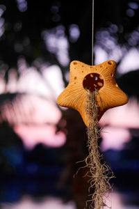 Close-up of wilted flower