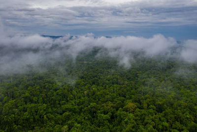 Scenic view of forest against sky