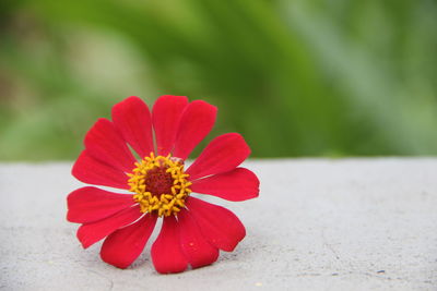 Close-up of red flower