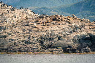 Scenic view of rocky shore and sea