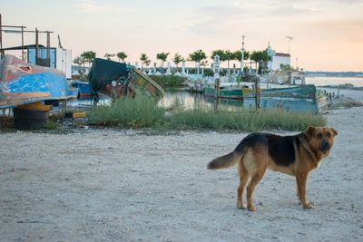 Dog standing on beach with old fishing port