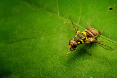 Close-up of insect