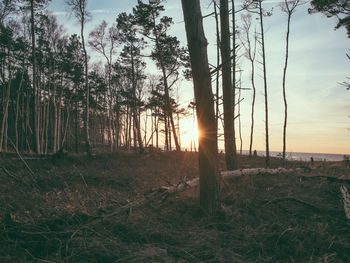 Sun shining through trees