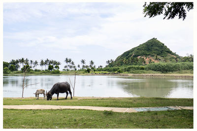 Horses in a lake