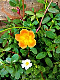 Close-up of yellow flowering plant