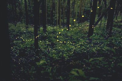 Trees in forest