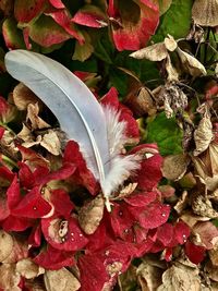 High angle view of wilted plant during autumn