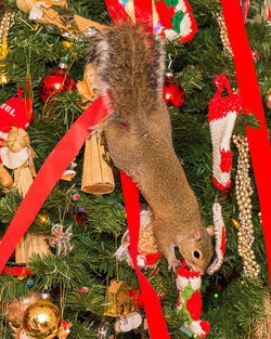 Close-up of christmas tree