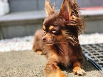 Close-up of a dog looking away