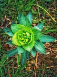 High angle view of flowering plant on field