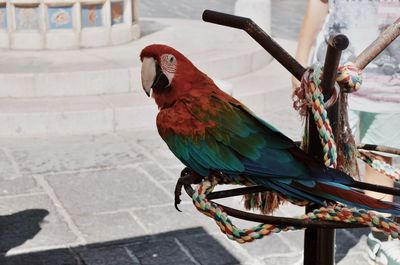 Close-up of parrot perching on a bird stand 