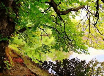 Scenic view of forest