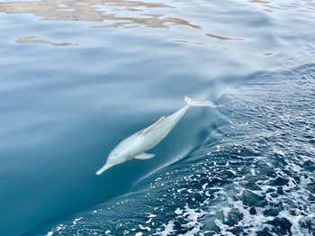 High angle view of whale swimming in sea