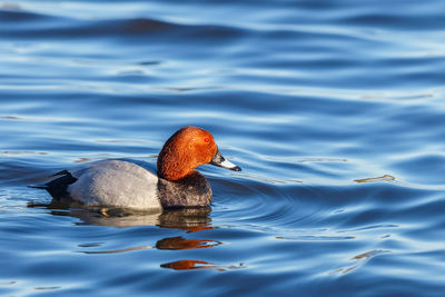 Colorful pochard duck in a lake