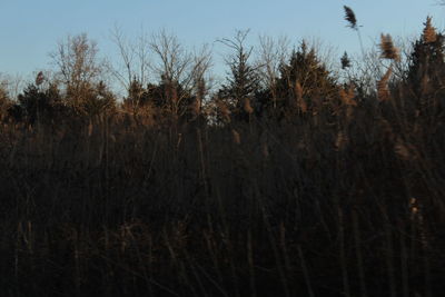 Bare trees in forest against sky