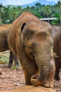 Elephant in a field