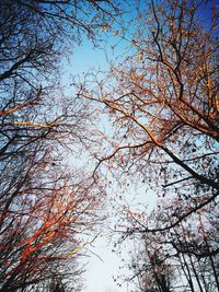 Low angle view of tree against sky