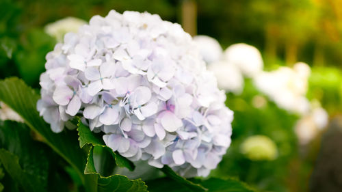 Close-up of purple hydrangea flowers in park