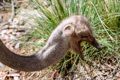 Close-up portrait of squirrel on land