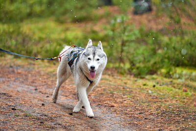 Portrait of dog running on field