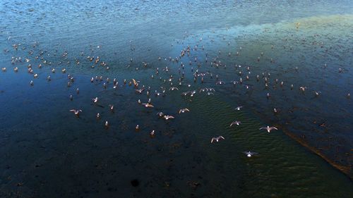 High angle view of birds on beach