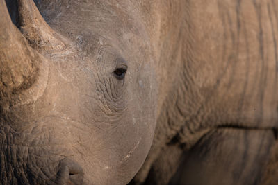 Close-up of elephant