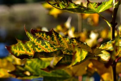 Close-up of green leaves