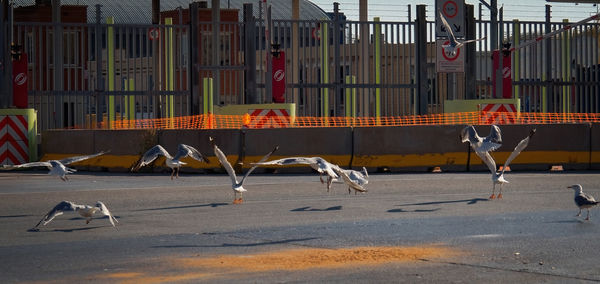 View of birds in city