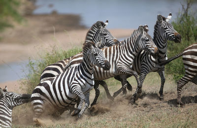 Zebra standing on field