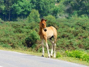 Horse cart on road amidst trees