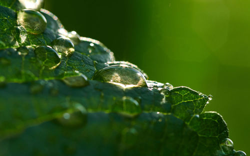 Close-up of raindrops on leaves
