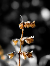 Close-up of dry autumn leaves