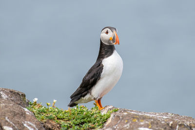 Close-up of bird perching on rock