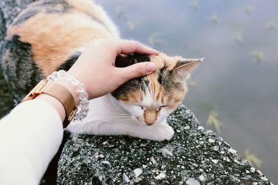 Cute cat near the road 