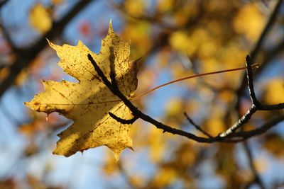 Close-up of maple leaves on branch