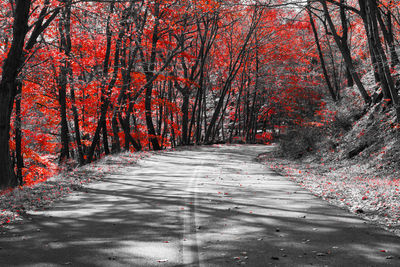 Footpath amidst trees in forest during autumn