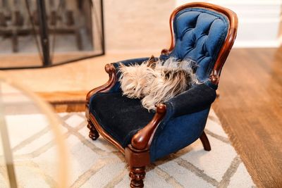 Dog sitting on chair at home