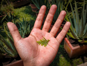 High angle view of hand holding leaves