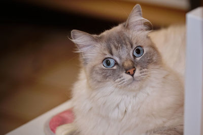 Close-up portrait of white cat