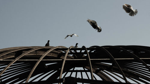 Low angle view of birds flying against clear sky