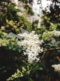 Close-up of white flowers on tree