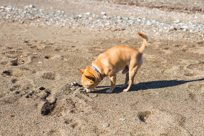 View of a dog on beach