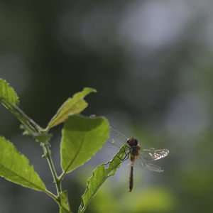 Close-up of dragonfly on plant