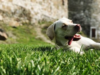 Close-up of dog on grass