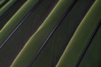 A macro shot of green colorful parakeet feathers, bird anatomy