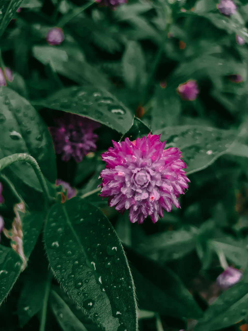 CLOSE-UP OF PINK FLOWERING PLANT WITH DEW DROPS