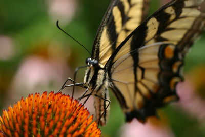 Close-up of butterfly pollinating on flower