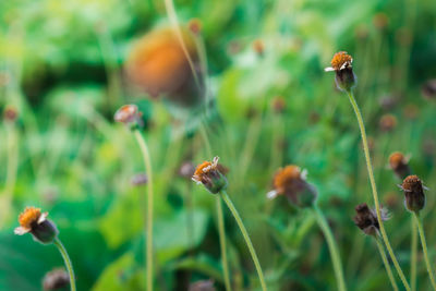 Close-up of insect on flower